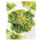 Bild von zarter-frischer Kopfsalat SPAR Gourmet  1 Stück